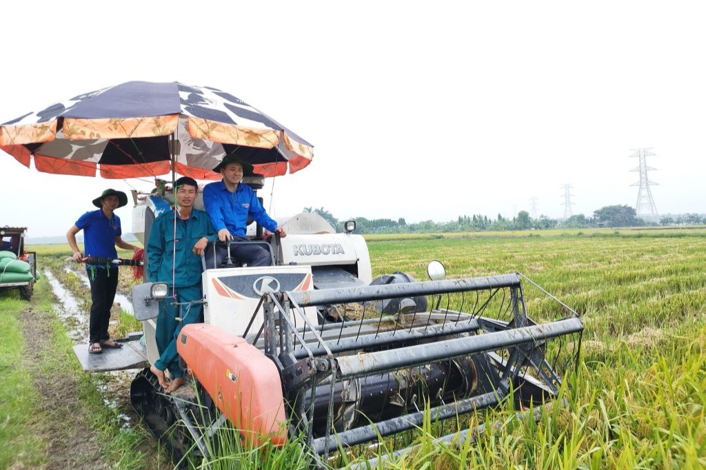 Thanh niên tình nguyện tỉnh Hải Dương hỗ trợ người dân thu hoạch lúa đảm bảo hành lang thi công dự án 500kV