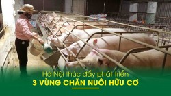 Hà Nội thúc đẩy phát triển 3 vùng chăn nuôi hữu cơ