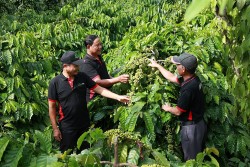 Talkshow “Đi-tox”: Thanh lọc tâm trí cùng câu chuyện nông trại NESCAFÉ