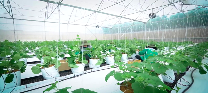 Hợp tác xã SUNFARM - Đơn vị tiên phong phát triển nông nghiệp xanh tại Bình Phước