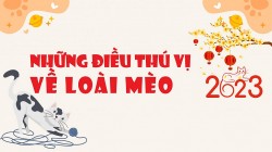 Những điều bí ẩn thú vị về loài mèo