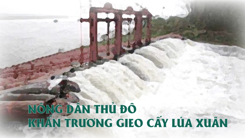 Nông dân Thủ đô khẩn trương gieo cấy lúa Xuân