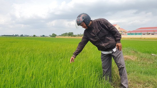 Tràn lan lúa giống không rõ nhà cung ứng trên thị trường