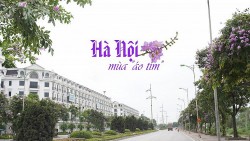 Hà Nội mùa "áo tím"