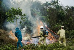 Thủ tướng yêu cầu tăng cường các biện pháp cấp bách phòng cháy, chữa cháy rừng