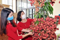 Lazada tiếp tục đồng hành cùng tỉnh Bắc Giang đưa vải thiều lên sàn thương mại điện tử