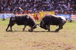 Lễ hội chọi trâu Đồ Sơn (Hải Phòng) năm 2023: "Ông" trâu nặng 1,3 tấn vô địch