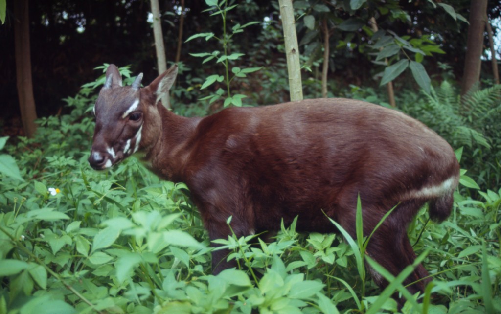 WWF-Việt Nam thực hiện chiến dịch truyền thông bảo tồn sao la với những câu chuyện chưa từng kể