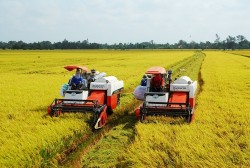 Phát triển bền vững một triệu héc-ta chuyên canh lúa chất lượng cao