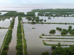 Hải Phòng gia hạn sử dụng đất 24 tháng đối với khu đầm nuôi trồng thuỷ sản hơn 300ha