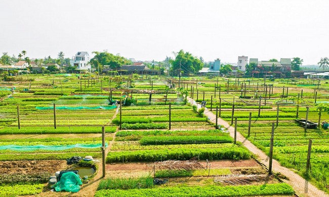 Trà Quế: Vươn mình lên ngôi vị “Làng du lịch tốt nhất thế giới”