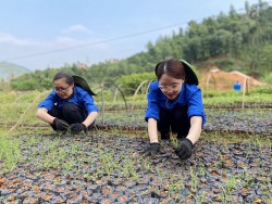 Tỉnh đoàn Yên Bái hoàn thành gấp ba lần chỉ tiêu kế hoạch hành động năm 2021