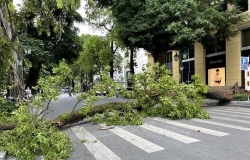 Hà Nội: Cây lớn đổ ngang đường làm tắc nghẽn giao thông