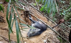 WWF: Những chiếc bẫy đang huỷ diệt các khu rừng Việt Nam