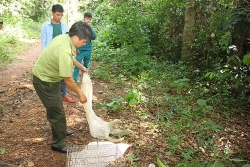 Nâng cao nhận thức về bảo vệ động vật hoang dã