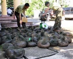 Ngăn chặn tình trạng buôn bán, tàng trữ động vật hoang dã