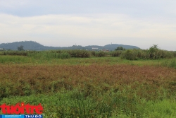 Hải Phòng: Hàng trăm héc-ta đất nông nghiệp bị hoang hóa