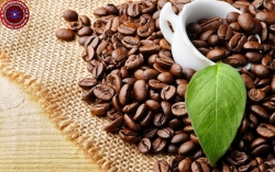 Giá cà phê hôm nay 28/11: Tăng giá nhẹ trong nước, thế giới theo đà tăng vọt