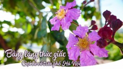 Bằng lăng thức giấc gọi hè về trên phố Hà Nội