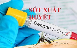 WHO cảnh báo về bệnh sốt xuất huyết Dengue
