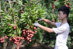 Sắp diễn ra Tuần lễ vải thiều Lục Ngạn tại Hà Nội