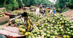 Công nhận xã, vùng An toàn khu trên địa bàn tỉnh Bến Tre