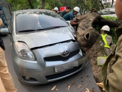 Hà Nội: Cây xanh bất ngờ bật gốc đổ đè vào ô tô trên đường Thanh Niên