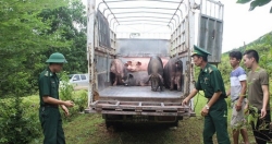 Ngăn chặn buôn lậu, vận chuyển, kinh doanh lợn không rõ nguồn gốc