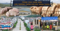 Trang trại lợn trong lòng TP. Bắc Kạn: Có thể đình chỉ hoạt động